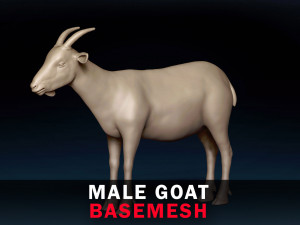 Male Goat Base Mesh 3D Model