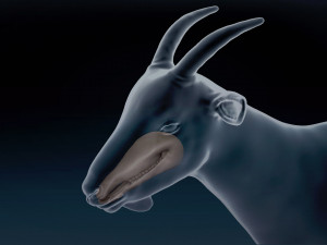 Male Goat Base Mesh Modelo 3D