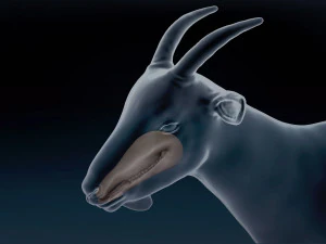 Malha base de cabra macho Modelo 3D