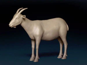 Malha base de cabra macho Modelo 3D