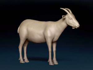 Male Goat Base Mesh Modelo 3D