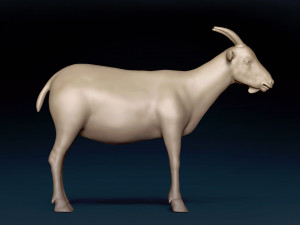 Male Goat Base Mesh Modelo 3D