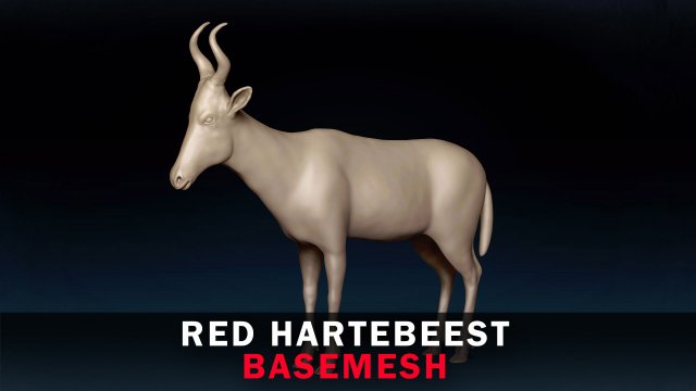 Red Hartebeest Base Mesh Model 3D .c4d .max .obj .3ds .fbx .stl .blend 