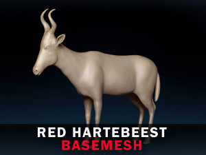 Red Hartebeest Base Mesh 3D Model