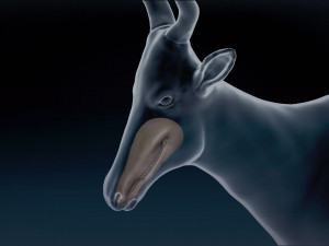 Red Hartebeest Base Mesh Model 3D