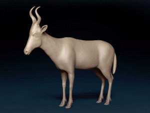 Red Hartebeest Base Mesh Model 3D