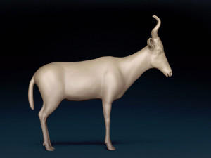 Red Hartebeest Base Mesh Model 3D