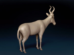Red Hartebeest Base Mesh Model 3D