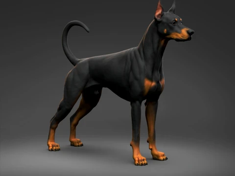 Doberman Pinscher Oreilles coup&eacute;es Queue naturelle Impression 3D Pose 01 Modèles 3D en vedette