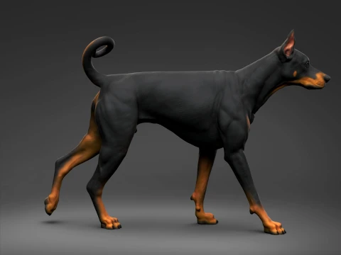 Doberman Pinscher Oreilles coup&eacute;es Queue naturelle Impression 3D Pose 02 Modèles 3D en vedette