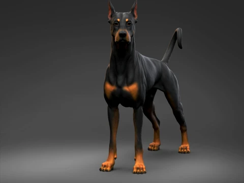 Doberman Pinscher Oreilles coup&eacute;es Queue naturelle Impression 3D Pose 03 Modèles 3D en vedette