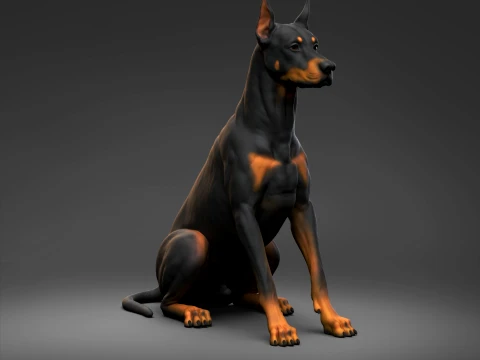 Doberman Pinscher Oreilles coup&eacute;es Queue naturelle Impression 3D Pose 04 Modèles 3D en vedette
