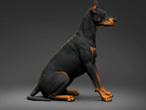 Doberman Pinscher Cropped Ears Natural Tail 3D Print Pose 04 3D Print Model