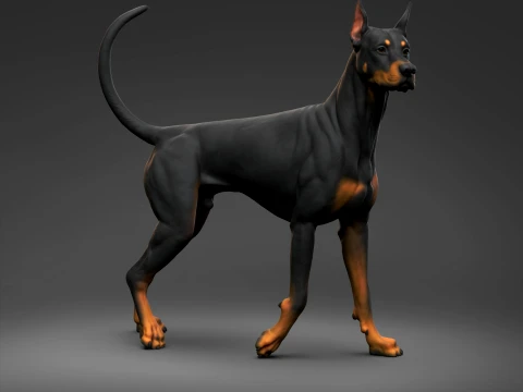 Doberman Pinscher Oreilles coup&eacute;es Queue naturelle Impression 3D Pose 05 Modèles 3D en vedette