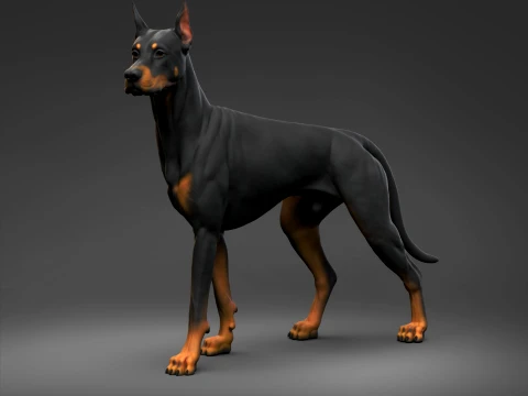 Doberman Pinscher Oreilles coup&eacute;es Queue naturelle Impression 3D Pose 06 Modèles 3D en vedette