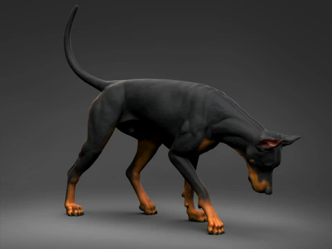 Doberman Pinscher Oreilles coup&eacute;es Queue naturelle Impression 3D Pose 07 Modèles 3D en vedette