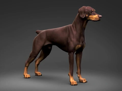 Doberman Pinscher Natural Ears Docked Tail 3D Print Pose 01 3D Print Model