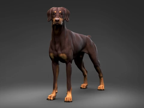 Doberman Pinscher Natural Ears Docked Tail 3D Print Pose 02 3D Print Model