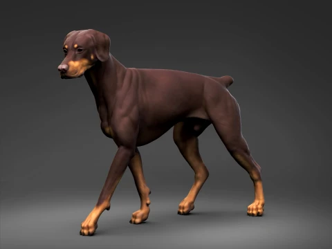 Doberman Pinscher Natural Ears Docked Tail 3D Print Pose 03 3D Print Model