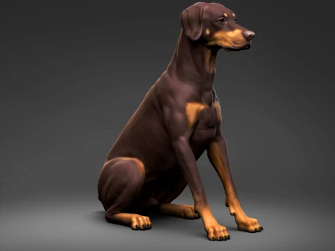 Doberman Pinscher Orejas Naturales Cola Cortada Pose De Impresi&oacute;n 3D 04 Modelo de impresión 3D