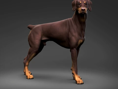 Doberman Pinscher Natural Ears Docked Tail 3D Print Pose 05 3D Print Model