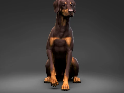 Doberman Pinscher Natural Ears Docked Tail 3D Print Pose 06 3D Print Model
