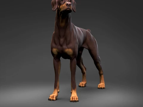 Doberman Pinscher Natural Ears Docked Tail 3D Print Pose 07 3D Print Model