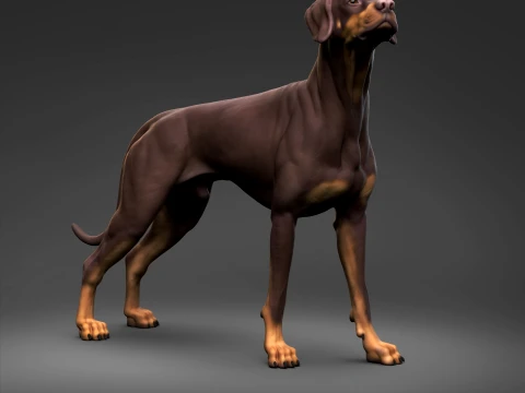 Doberman Pinscher Natural Ears Natural Tail 3D Print Pose 02 3D Print Model
