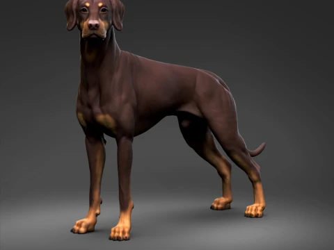 Doberman Pinscher Natural Ears Natural Tail 3D Print Pose 03 3D Print Model
