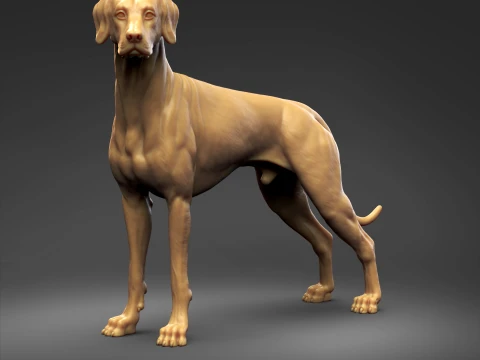 Doberman Pinscher Natural Ears Natural Tail 3D Print Pose 03 3D Print Model