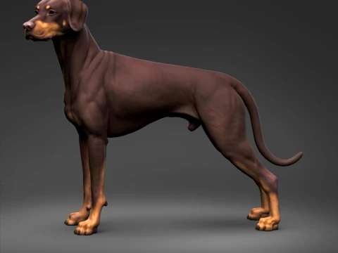 Doberman Pinscher Natural Ears Natural Tail 3D Print Pose 03 3D Print Model