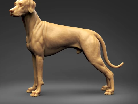 Doberman Pinscher Natural Ears Natural Tail 3D Print Pose 03 3D Print Model