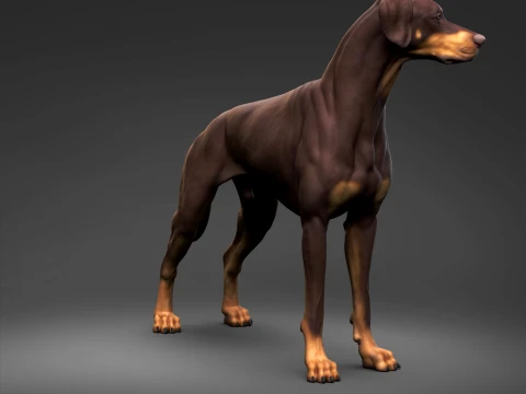 Doberman Pinscher Natural Ears Natural Tail 3D Print Pose 03 3D Print Model