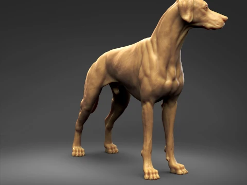 Doberman Pinscher Natural Ears Natural Tail 3D Print Pose 03 3D Print Model