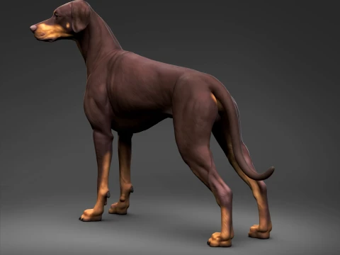 Doberman Pinscher Natural Ears Natural Tail 3D Print Pose 03 3D Print Model