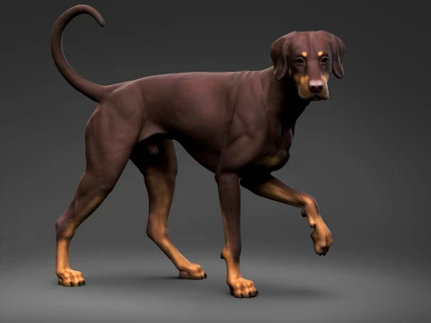 Doberman Pinscher Natural Ears Natural Tail 3D Print Pose 06 3D Print Model