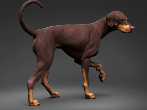 Doberman Pinscher Natural Ears Natural Tail 3D Print Pose 06 3D Print Model