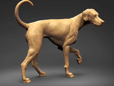 Doberman Pinscher Natural Ears Natural Tail 3D Print Pose 06 3D Print Model