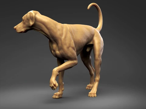Doberman Pinscher Natural Ears Natural Tail 3D Print Pose 06 3D Print Model