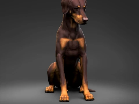 Doberman Pinscher Doğal Kulaklar Doğal Kuyruk 3D Baskı Pozu 07 3D Baskı Modeli