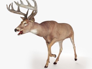 deer rigged 3D Model