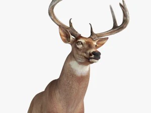 cervo manipulado Modelo 3D