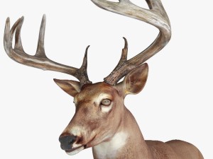 deer rigged 3D Model