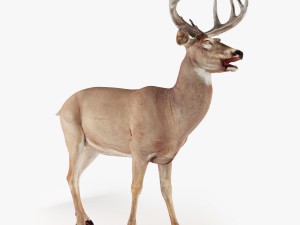 deer rigged 3D Model