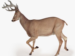 deer rigged 3D Model