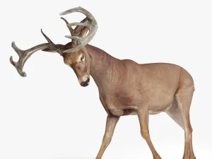 cervo manipulado Modelo 3D