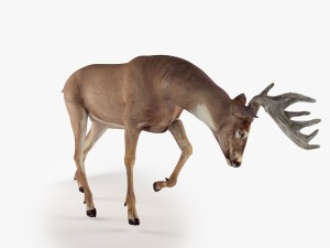 deer rigged 3D Model
