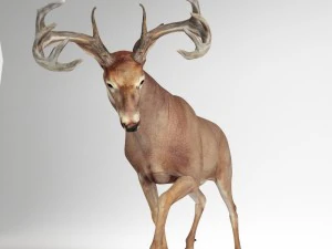 cervo manipulado Modelo 3D
