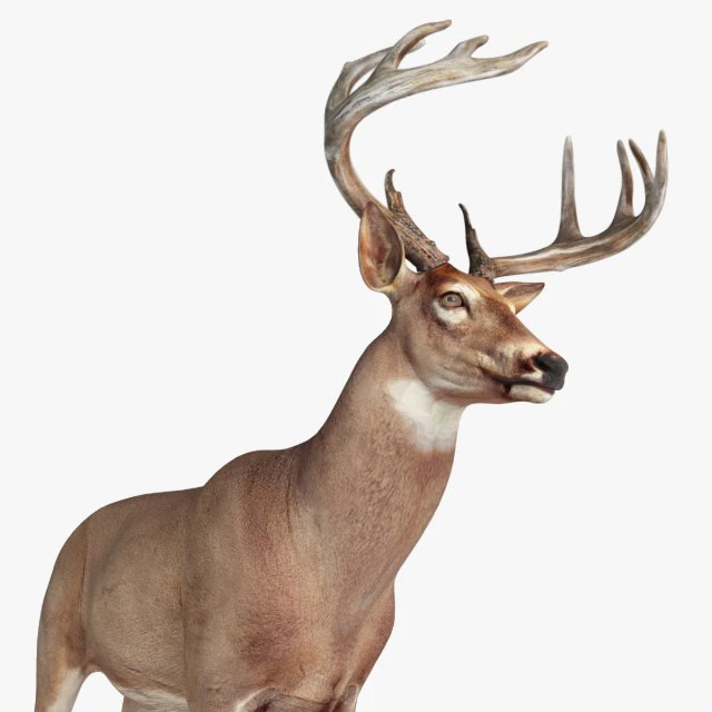 deer 3D Model .c4d .max .obj .3ds .fbx .stl .blend 