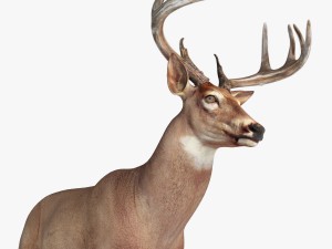 deer 3D Model